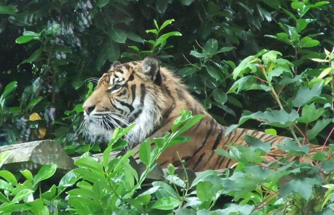 tiger-cropped